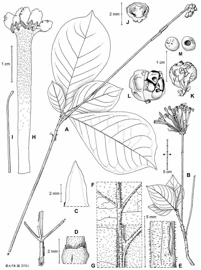 Cladoceras rovumense photo 6