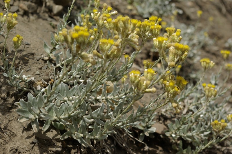 Cladochaeta candidissima photo 2