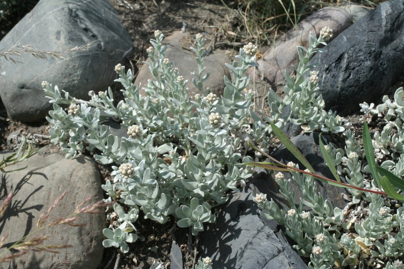 Cladochaeta candidissima photo 3