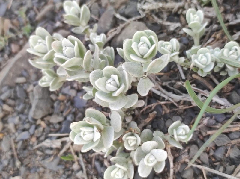 Cladochaeta candidissima photo 6