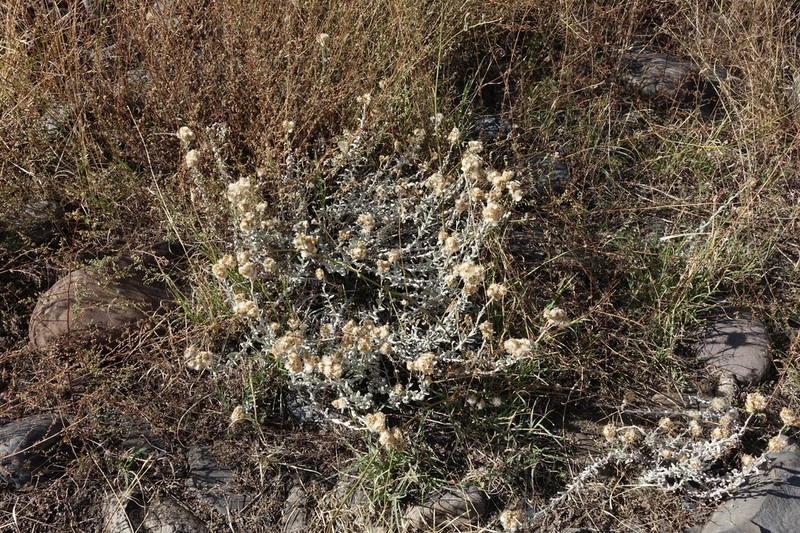 Cladochaeta candidissima photo 7