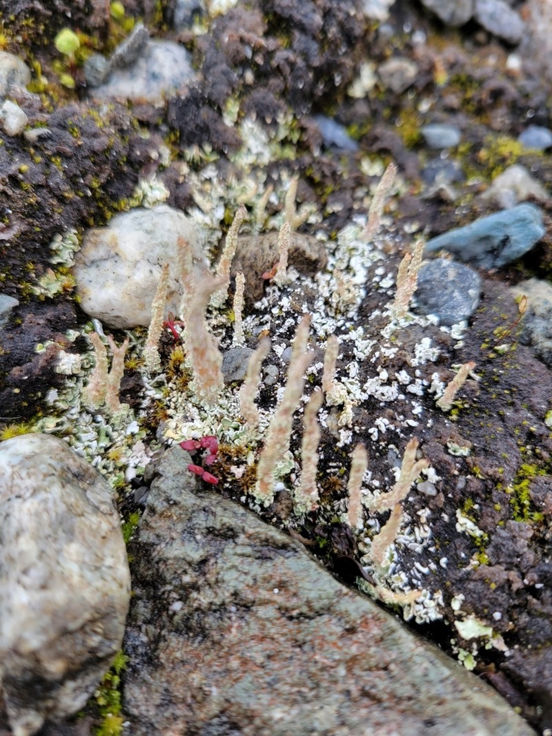 Acutetip Cup Lichen