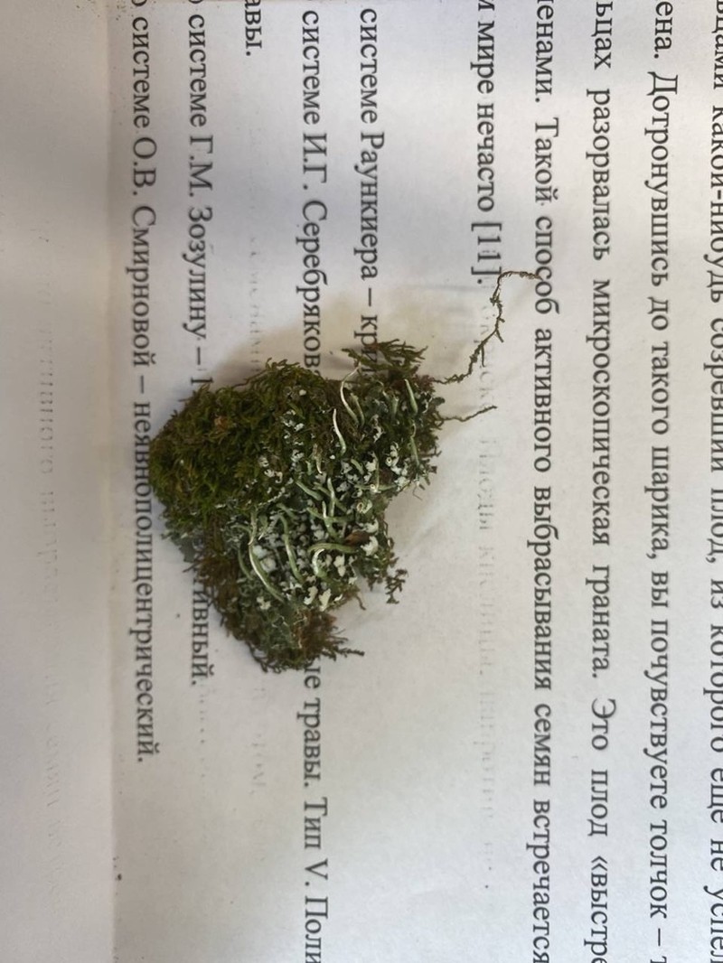 Acutetip Cup Lichen photo 2