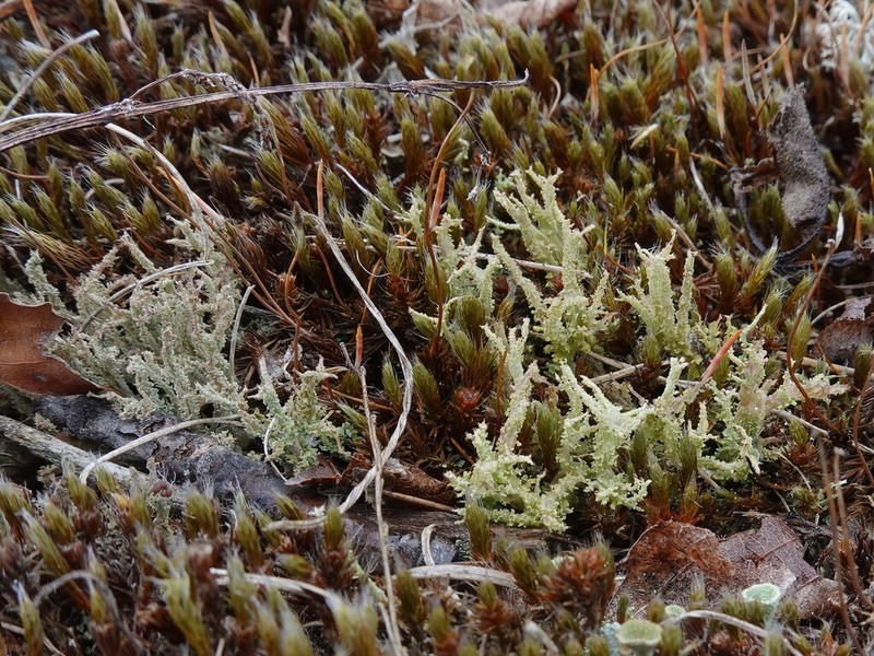 Acutetip Cup Lichen photo 3