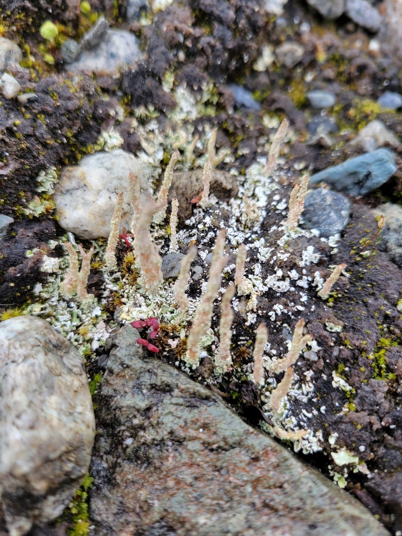 Acutetip Cup Lichen photo 5