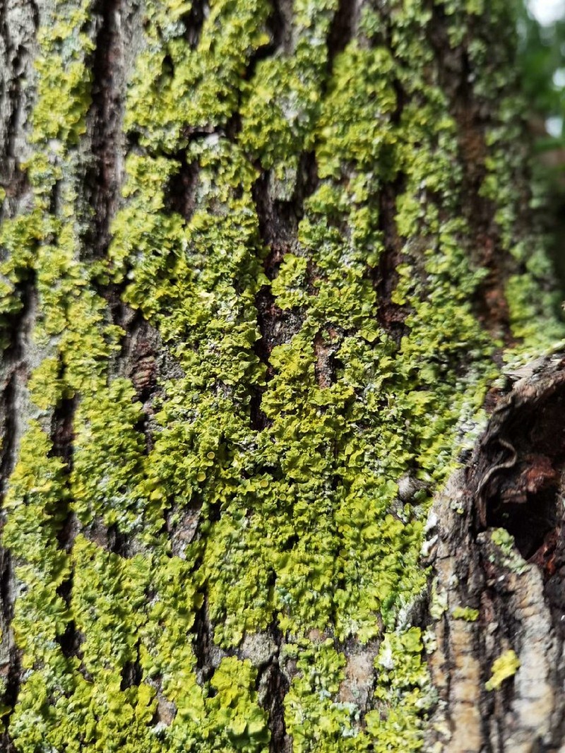 Acutetip Cup Lichen photo 6