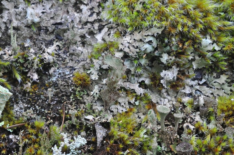 Cladonia albonigra