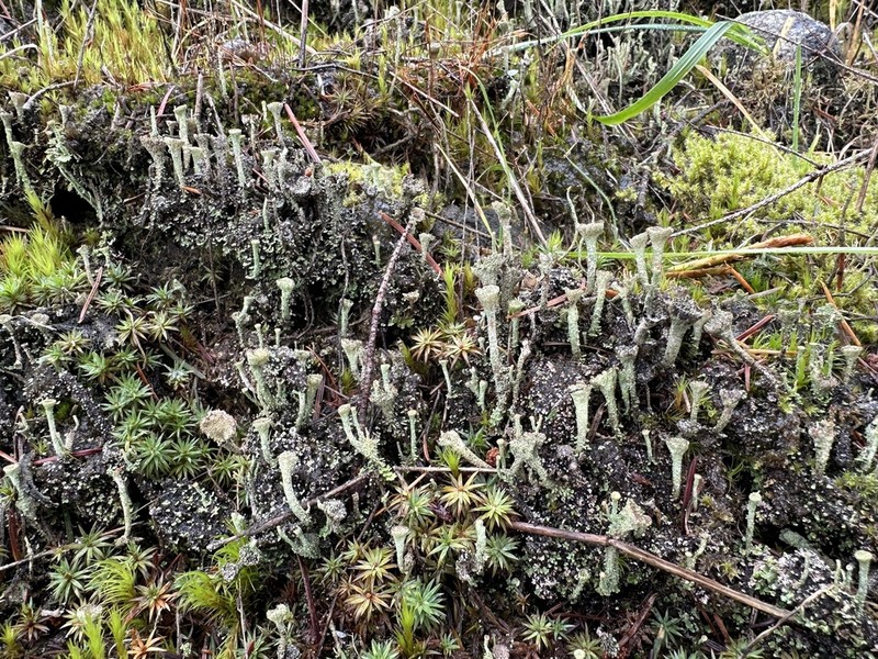 Cladonia albonigra photo 4