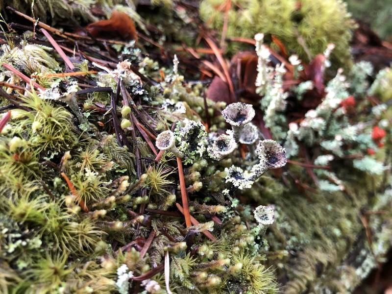 Cladonia albonigra photo 5