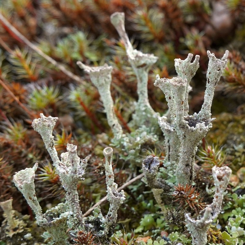 Cladonia albonigra photo 6
