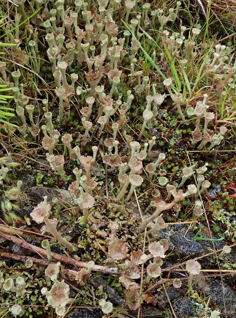 Cladonia albonigra photo 8