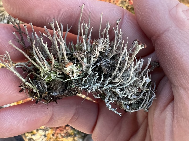 Cladonia alinii