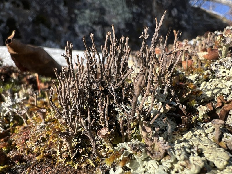 Cladonia alinii photo 3
