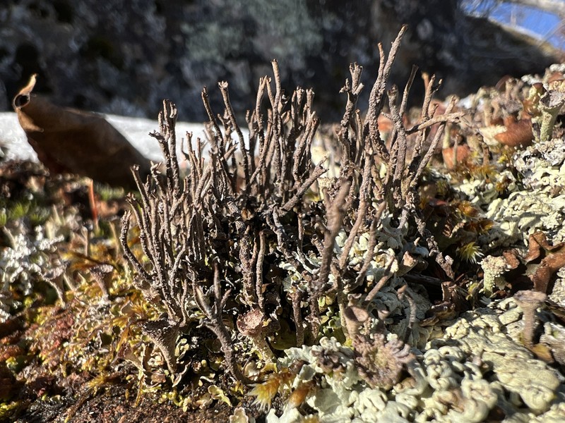 Cladonia alinii photo 4