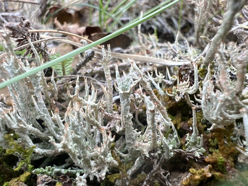 Cladonia alinii photo 5