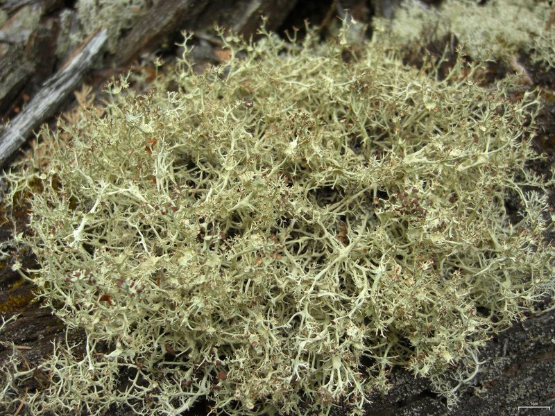 Cup Lichen