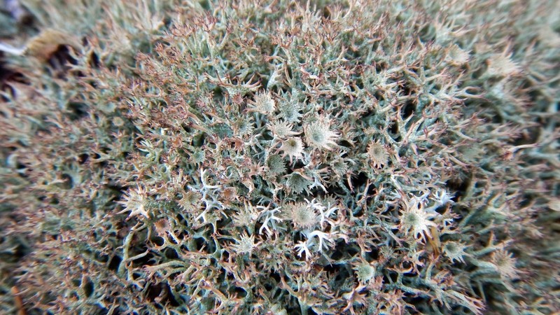 Cup Lichen