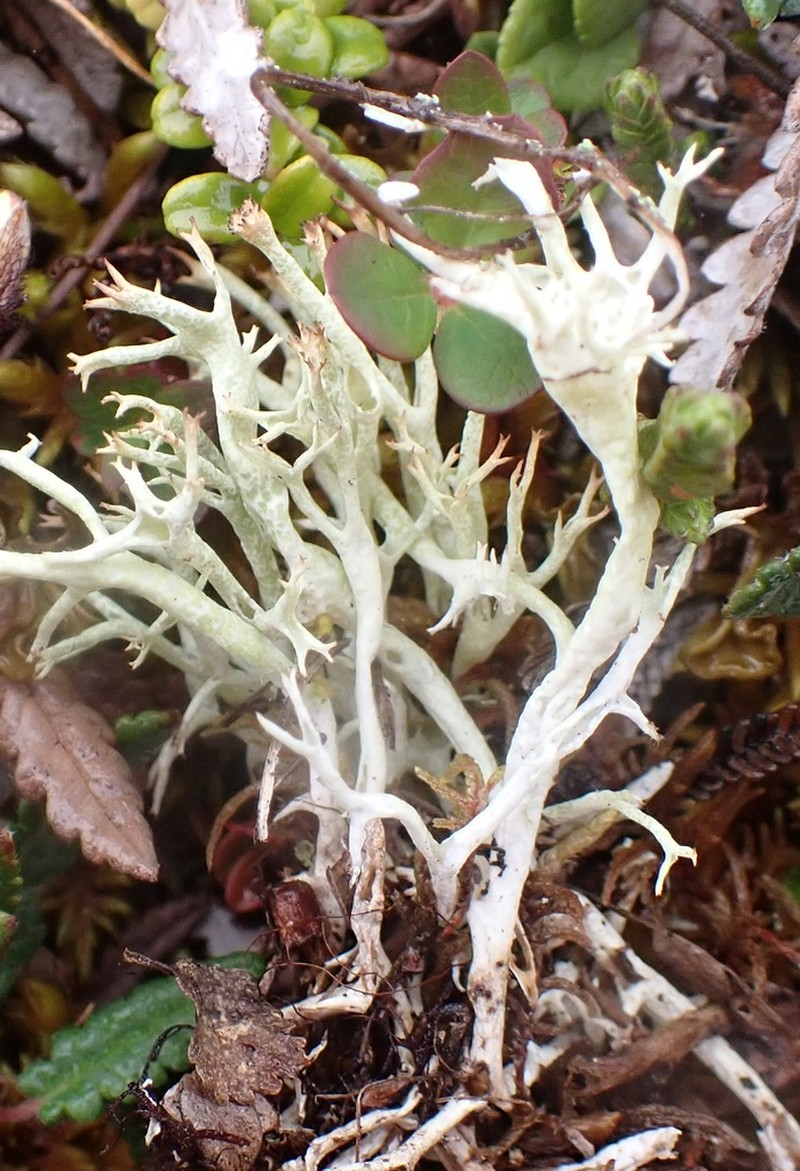 Cup Lichen photo 2