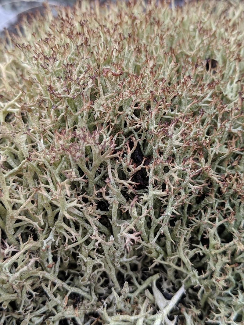 Cup Lichen photo 3