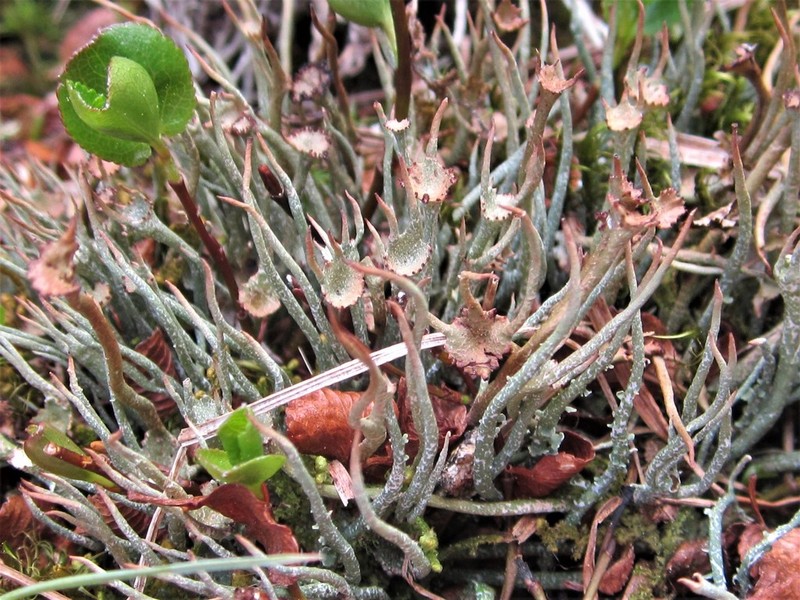 Cup Lichen photo 4
