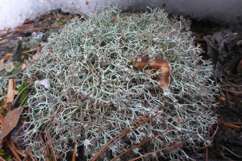 Cup Lichen photo 5