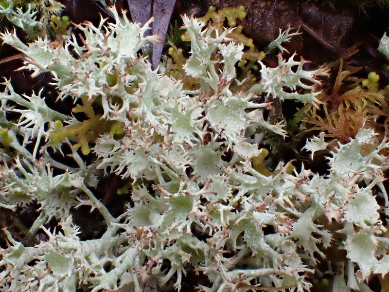 Cup Lichen photo 6