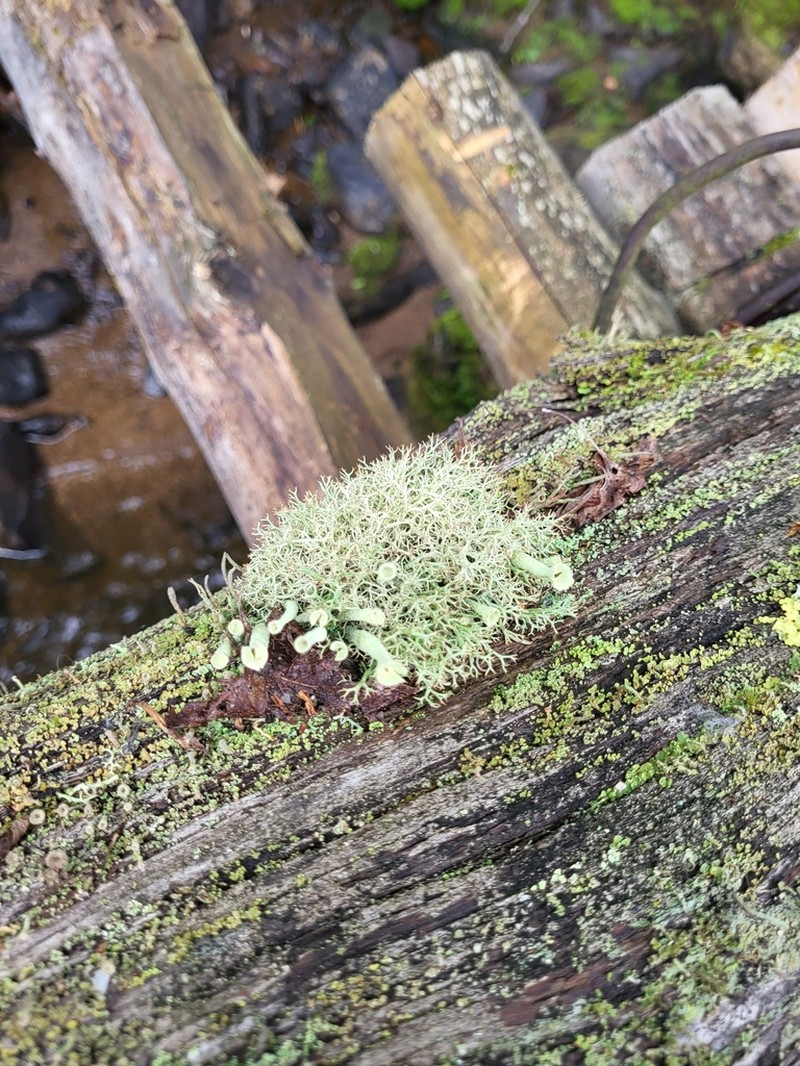 Cup Lichen photo 7