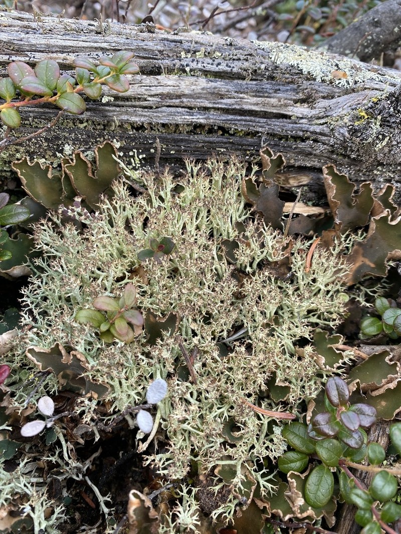 Cup Lichen photo 8