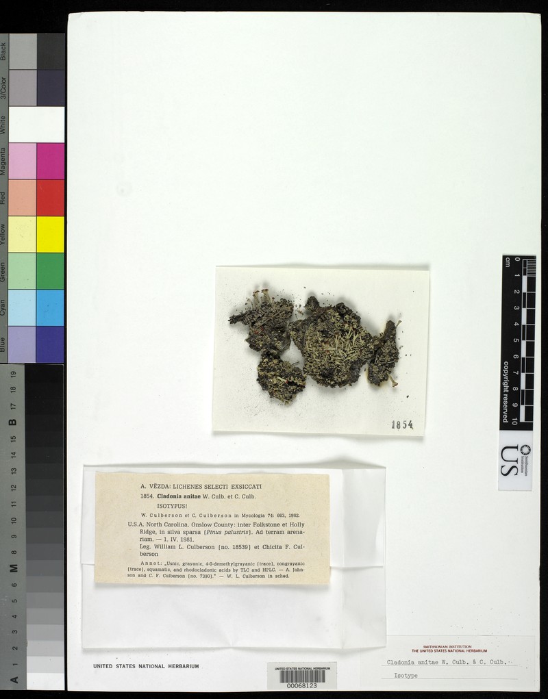 Cup Lichen