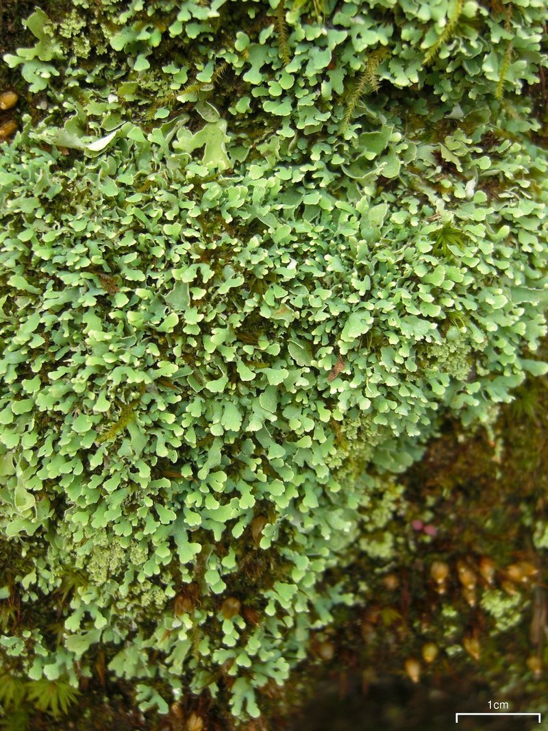 Cup Lichen