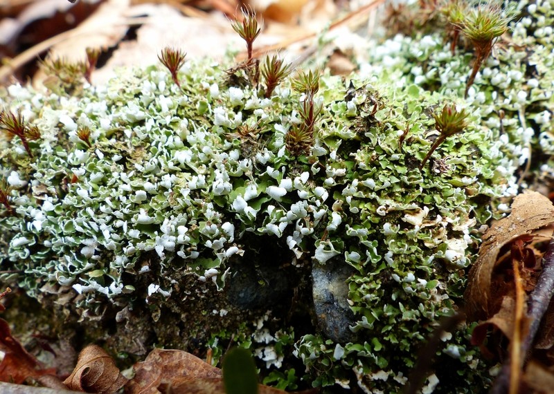 Cup Lichen