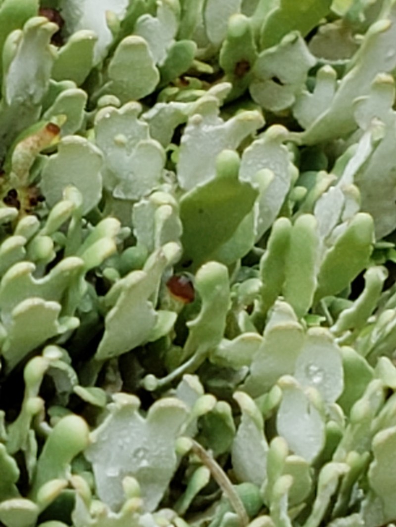 Cup Lichen photo 2