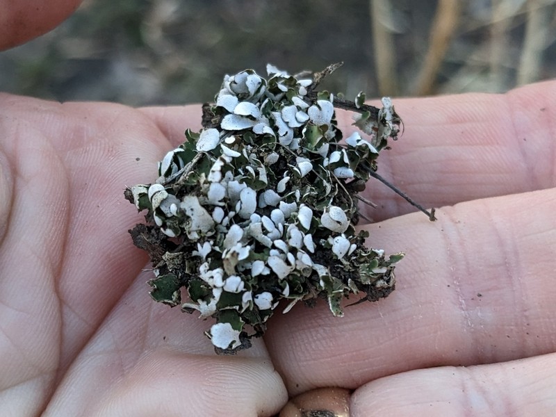 Cup Lichen photo 3