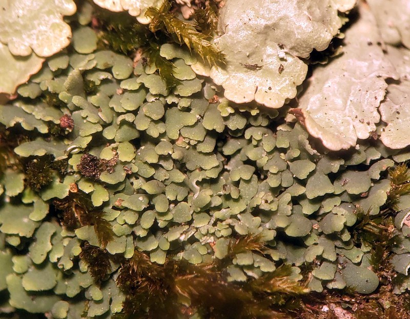Cup Lichen photo 4