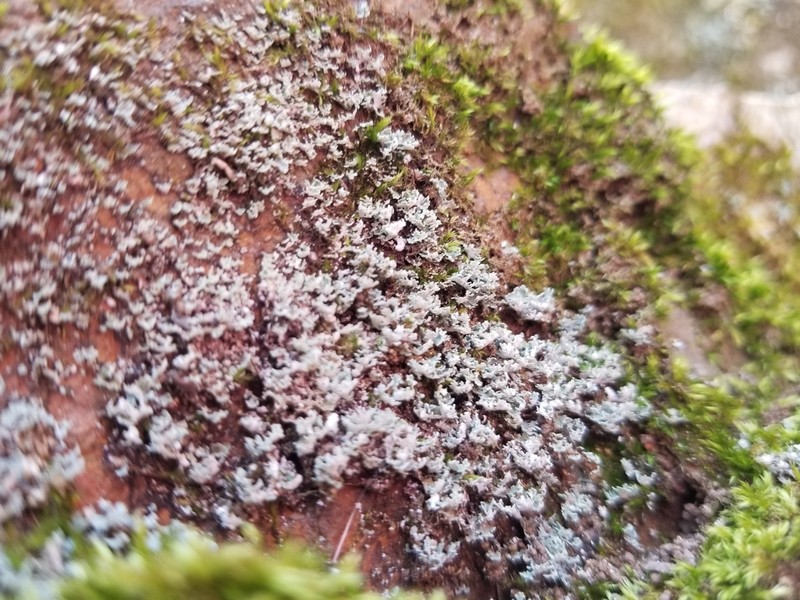 Cup Lichen photo 5