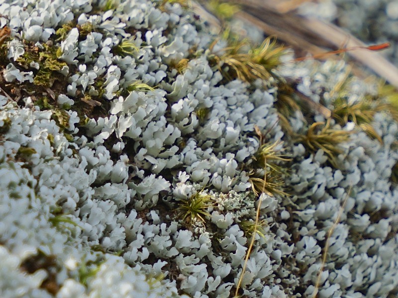 Cup Lichen photo 6