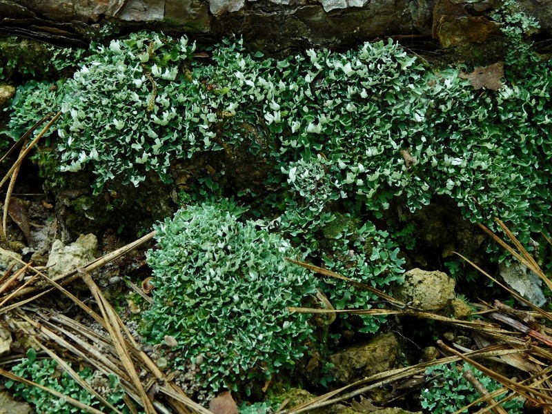 Cup Lichen photo 7