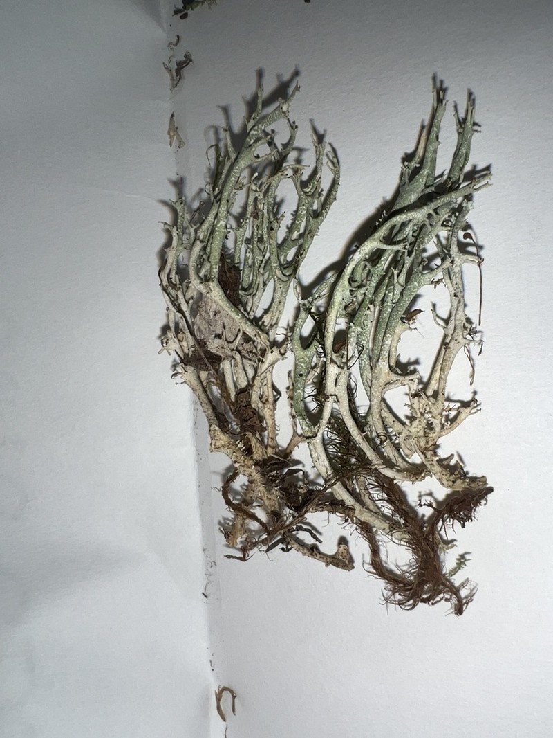 Cladonia artuata