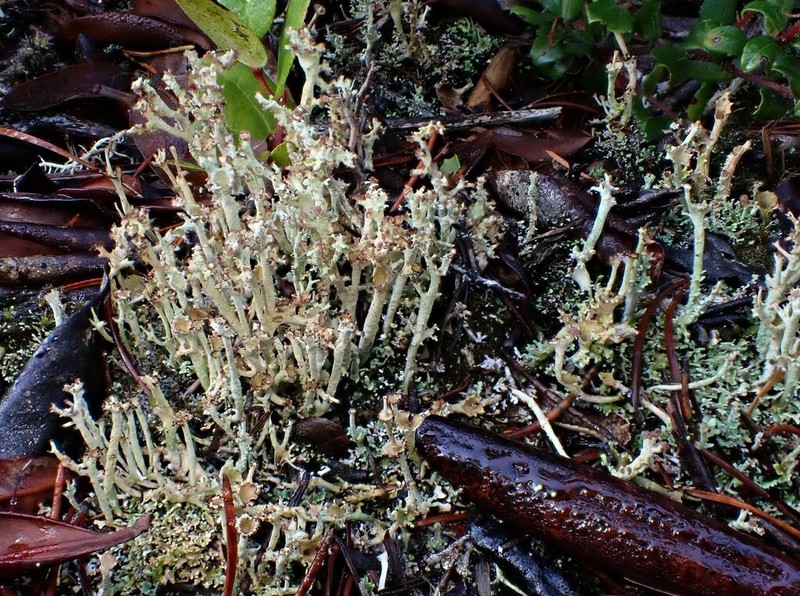 Cladonia artuata photo 2