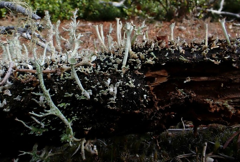Cladonia artuata photo 3