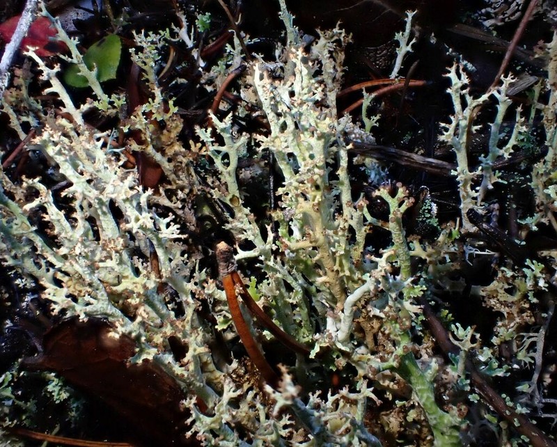 Cladonia artuata photo 4