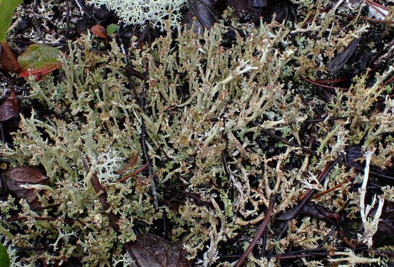 Cladonia artuata photo 5