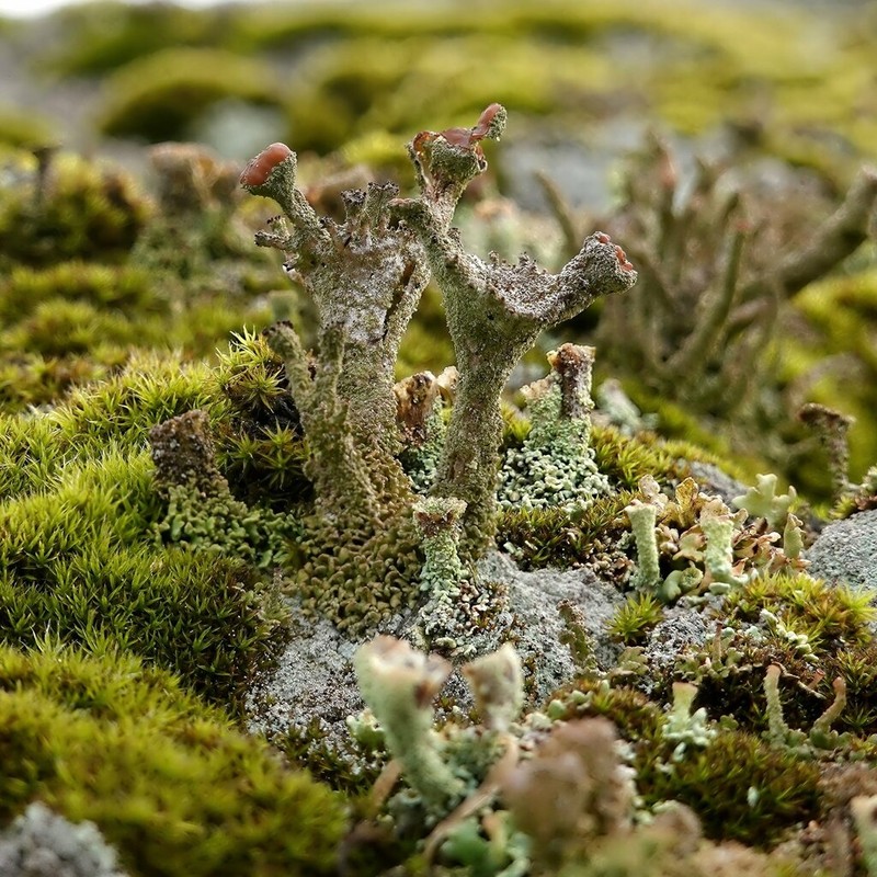 Asahina's Cup Lichen