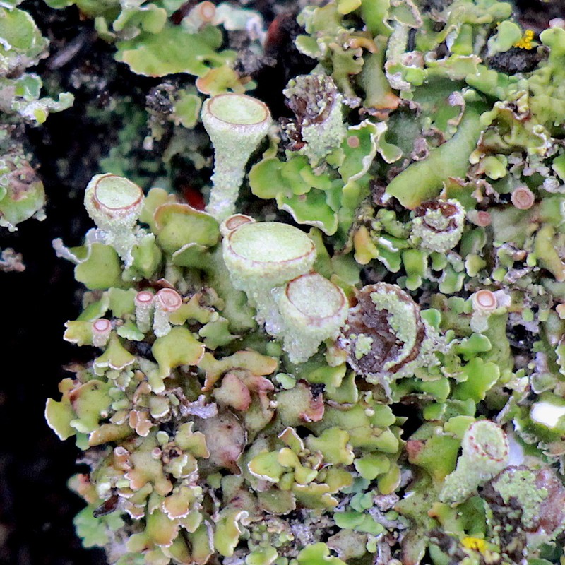 Asahina's Cup Lichen photo 2