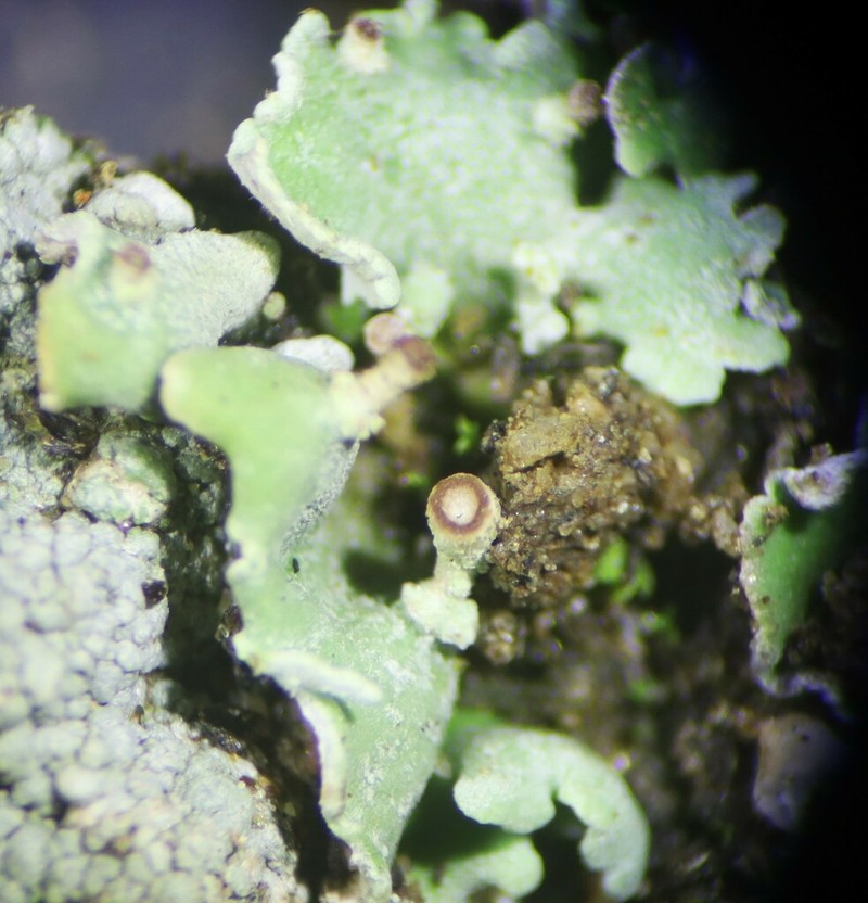 Asahina's Cup Lichen photo 3