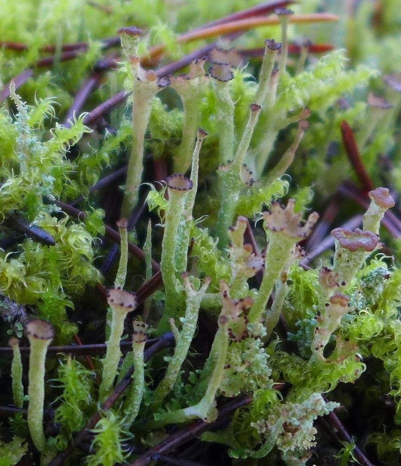Asahina's Cup Lichen photo 4
