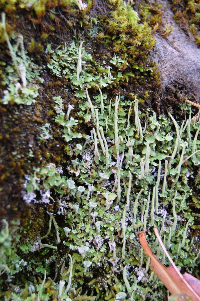 Asahina's Cup Lichen photo 5