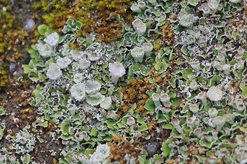 Asahina's Cup Lichen photo 6