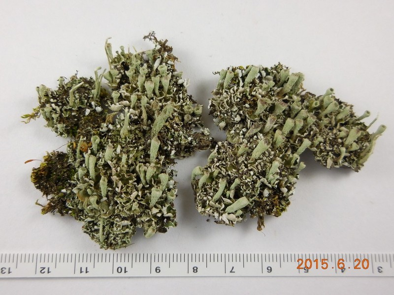 Asahina's Cup Lichen photo 7