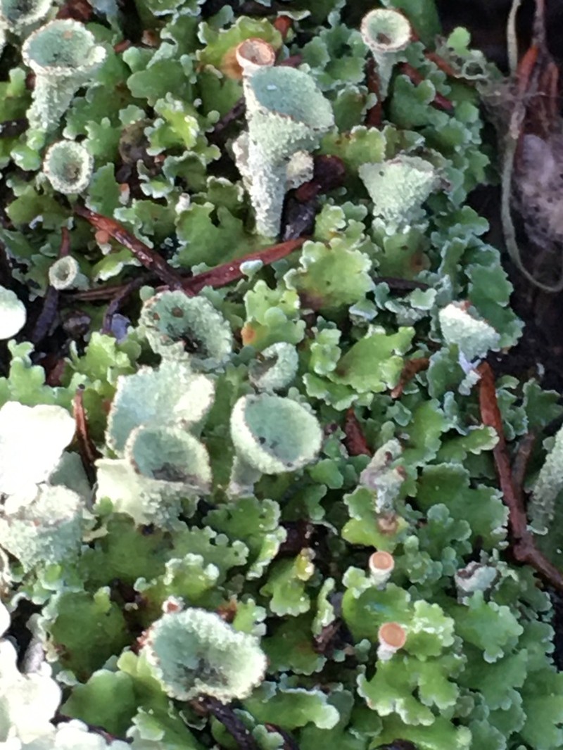 Asahina's Cup Lichen photo 8